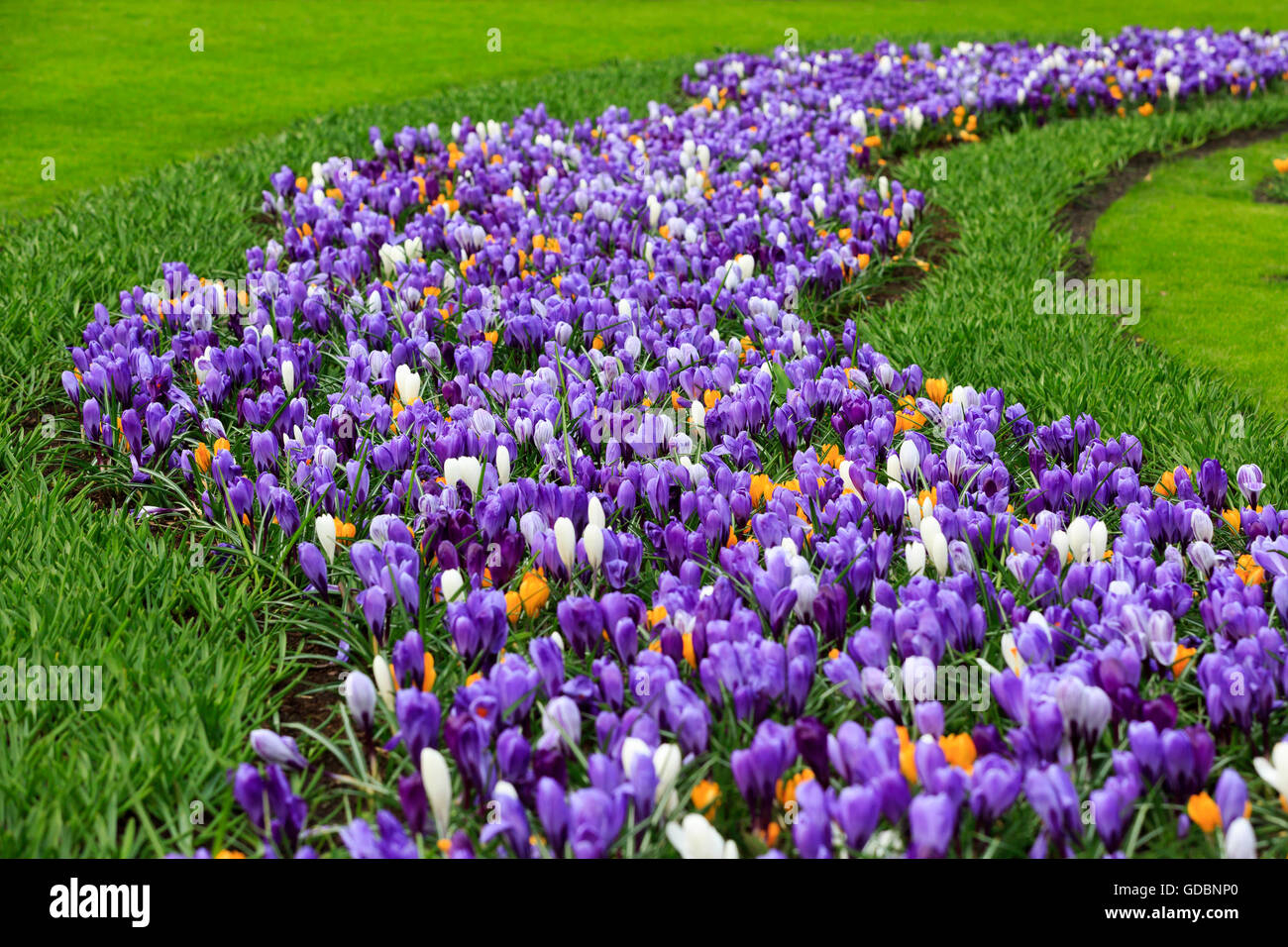 Holland, Niederlande, Lisse, Keukenhof, Bluehende Krokusse Stockfoto