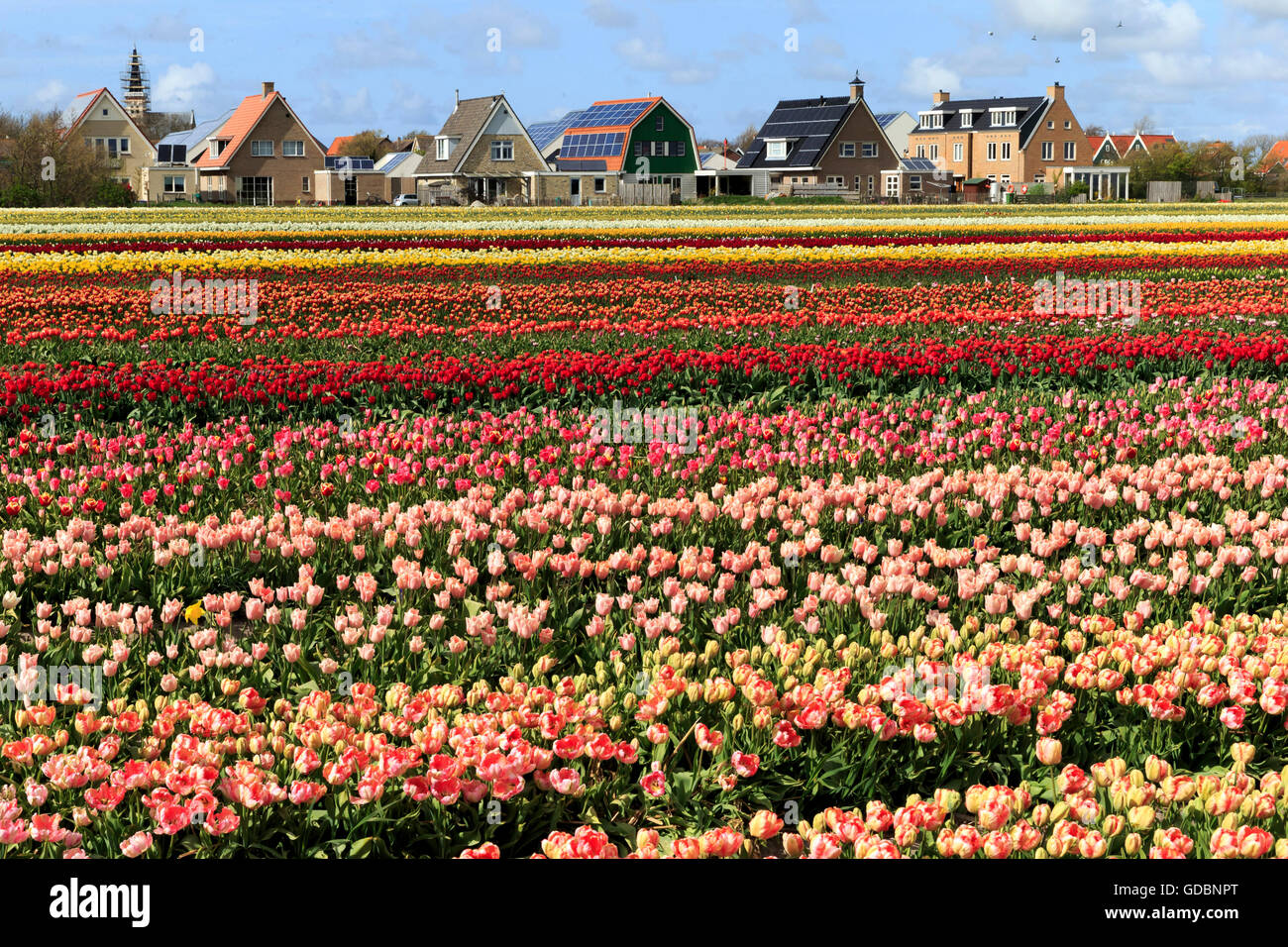 Tulpen Feld, Holland, Insel Texel Stockfoto