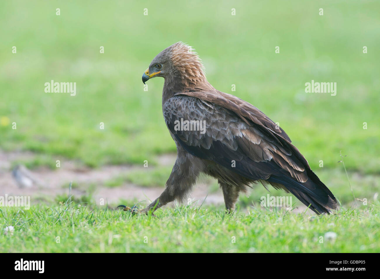 Lesser spotted Eagle, Naturpark Feldberger Seenlandschaft, Brandenburg, Deutschland / (Aquila Pomarina) Stockfoto