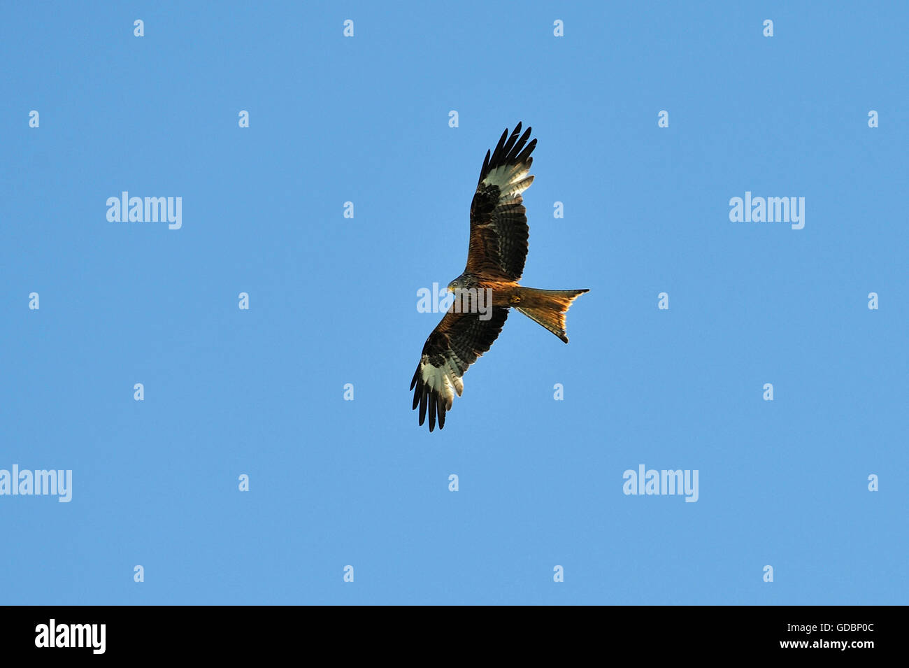 Kite, Naturpark Feldberger Seenlandschaft, Brandenburg, Deutschland / (Milvus Milvus) Stockfoto