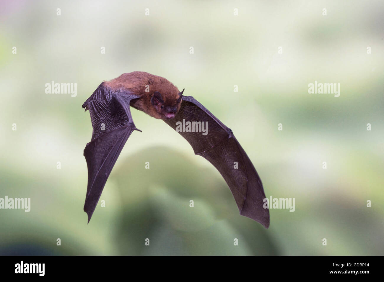 Gemeinsamen Zwergfledermaus, während des Fluges, Sennestadt, NRW, Deutschland / (Pipistrellus Pipistrellus) Stockfoto