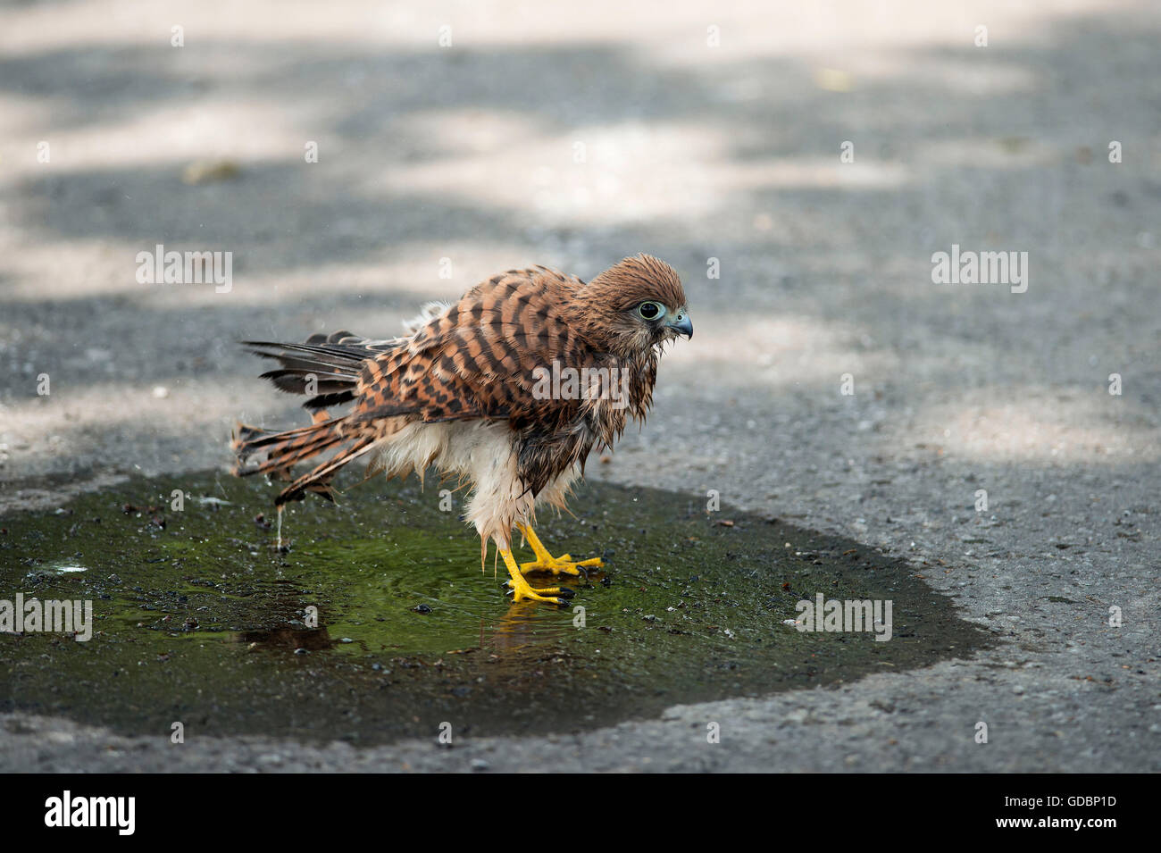 Turmfalke, Jungvogel Baden auf Straße, Langenberg, NRW, Deutschland / (Falco Tinnunculus) Stockfoto