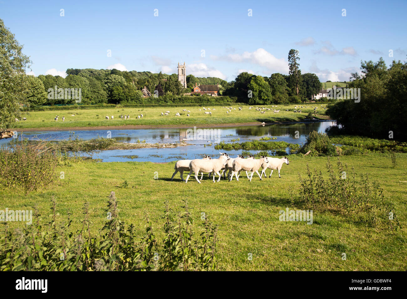 Schafe grasen auf der Weide von Kennet River, West Overton, Wiltshire, England, UK Stockfoto