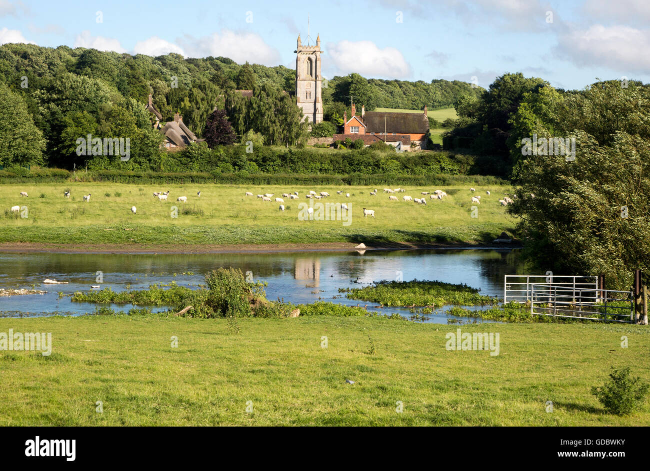 Schafe grasen auf der Weide von Kennet River, West Overton, Wiltshire, England, UK Stockfoto