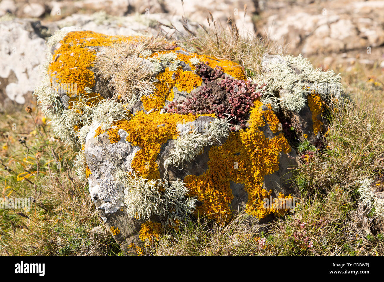 Orange goldene Schild, Xanthoria parietina, Fruticose Lichen, Ramalina siliquosa, Flechten Arten auf Felsen wachsen, Kynance Cove, Cornwall, England, UK Stockfoto