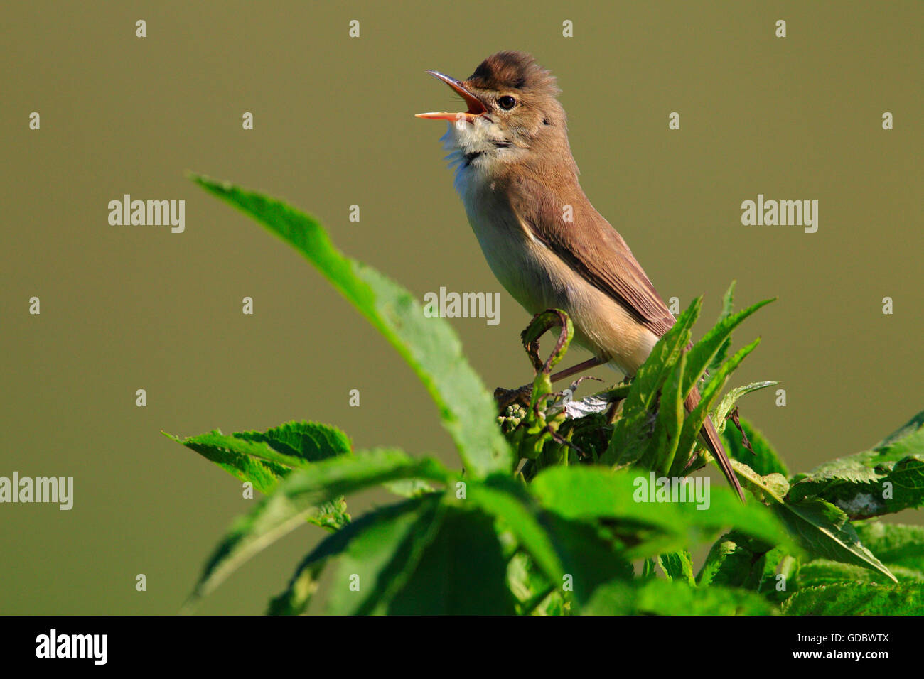 Marsh Warbler, Bulgarien / (Acrocephalus Palustris) / Seite Stockfoto