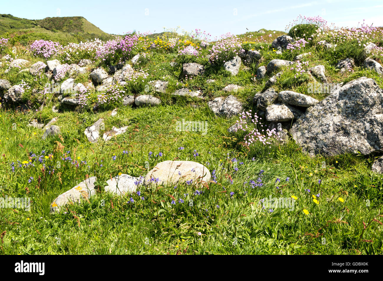 Wildblumen in Blume, Tiefland Punkt, Lizard Halbinsel, Cornwall, England, UK Stockfoto