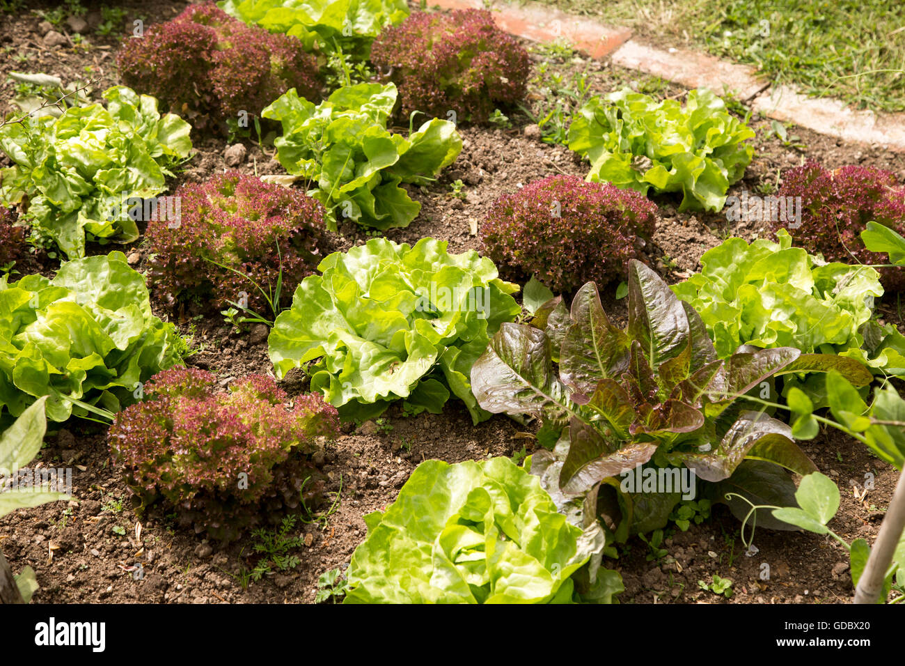 Gemüsegarten Kopfsalat Pflanzen im Garten Potager, Constantine, Cornwall, England, UK Stockfoto