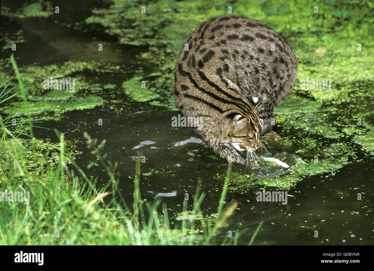 Katze, Prionailurus Viverrinus, Erwachsene fangen Fische Angeln Stockfoto