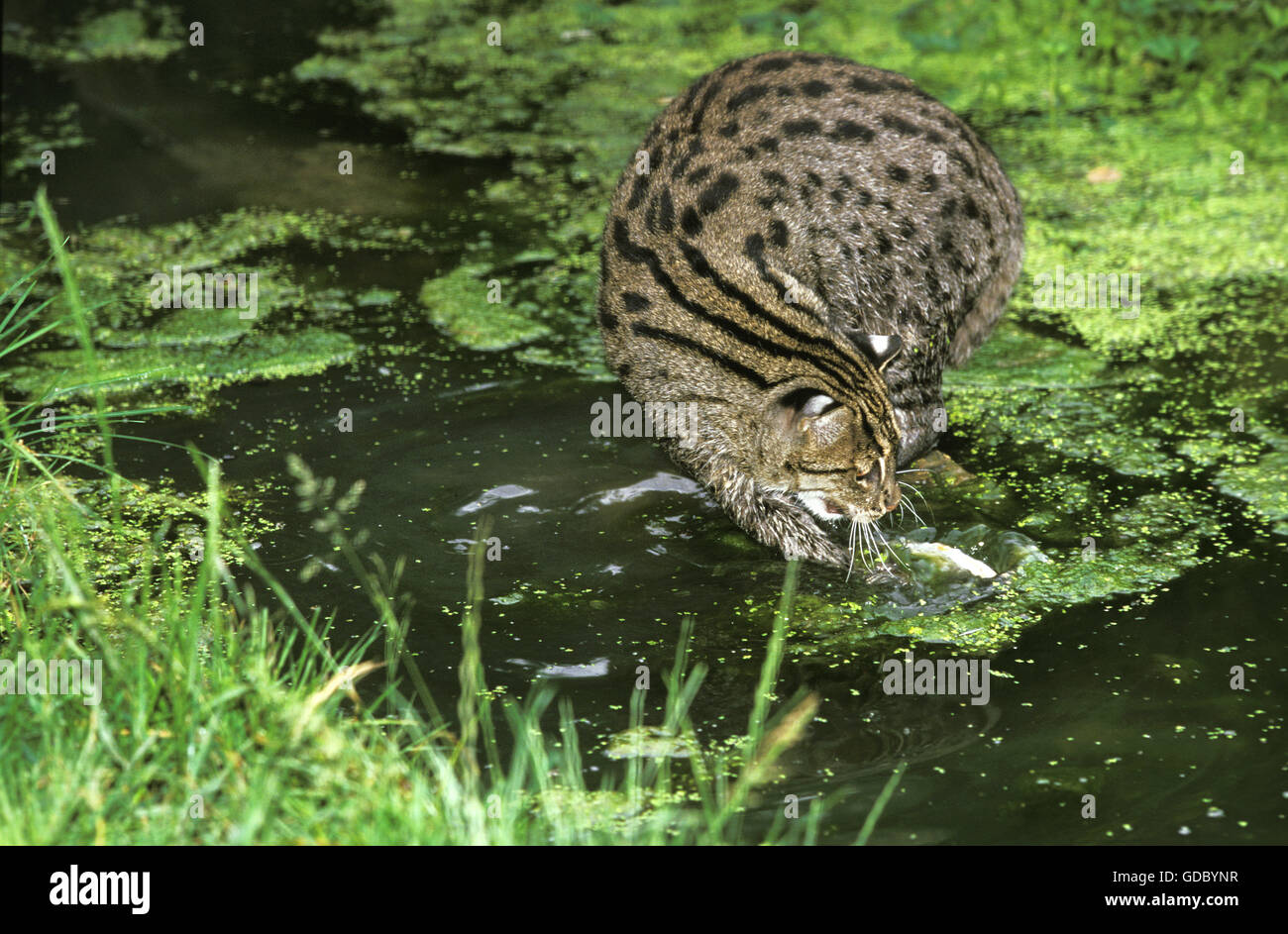 Adult fishing cat prionailurus viverrinus Fotos und Bildmaterial in