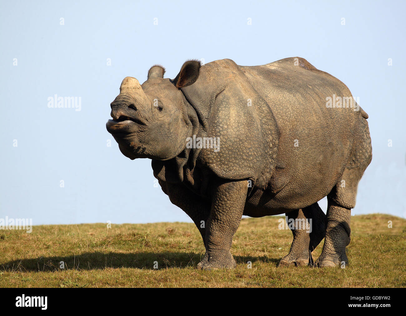 INDISCHE Nashorn Rhinoceros unicornis Stockfoto