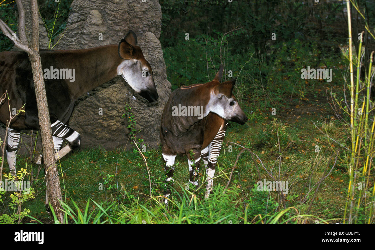 Okapi, Okapia Johnstoni, Weibchen mit jungen Stockfoto