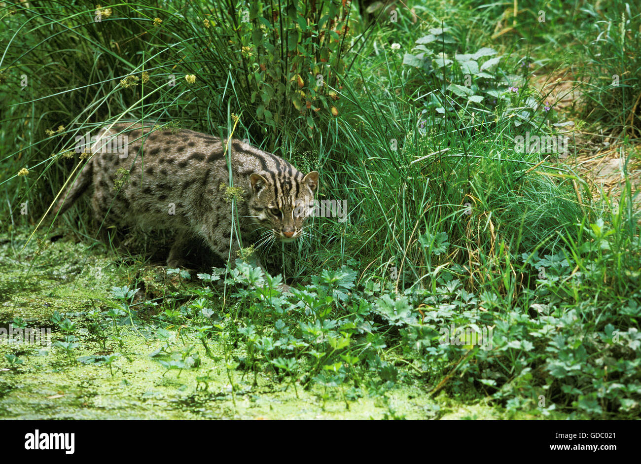 Fischen-Katze, Prionailurus Viverrinus, Erwachsene im Sumpf, Angeln Stockfoto
