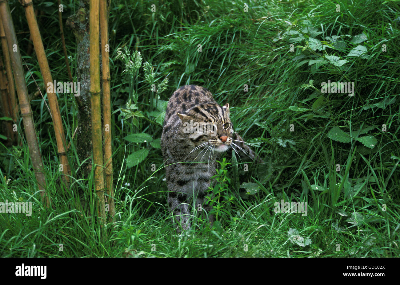 Katze, Prionailurus Viverrinus, Erwachsenen lange Gras Angeln Stockfoto