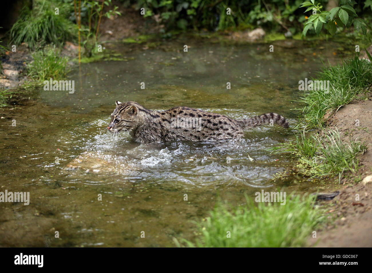 FISCHENDEN Katze Prionailurus Viverrinus, Erwachsene im Wasser Stockfoto