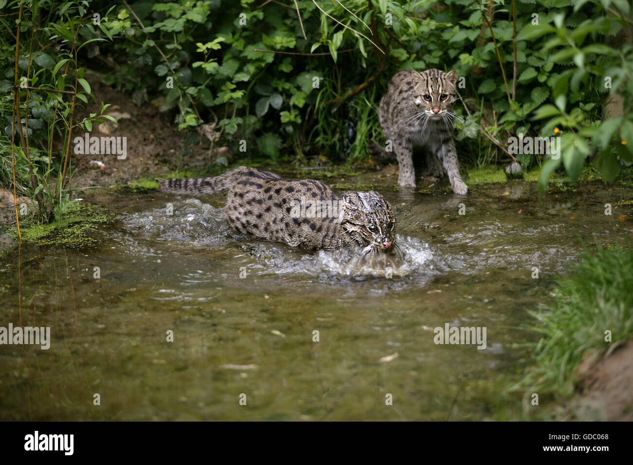 Angeln Angeln Katze, Prionailurus Viverrinus, Erwachsene im Wasser, Stockfoto