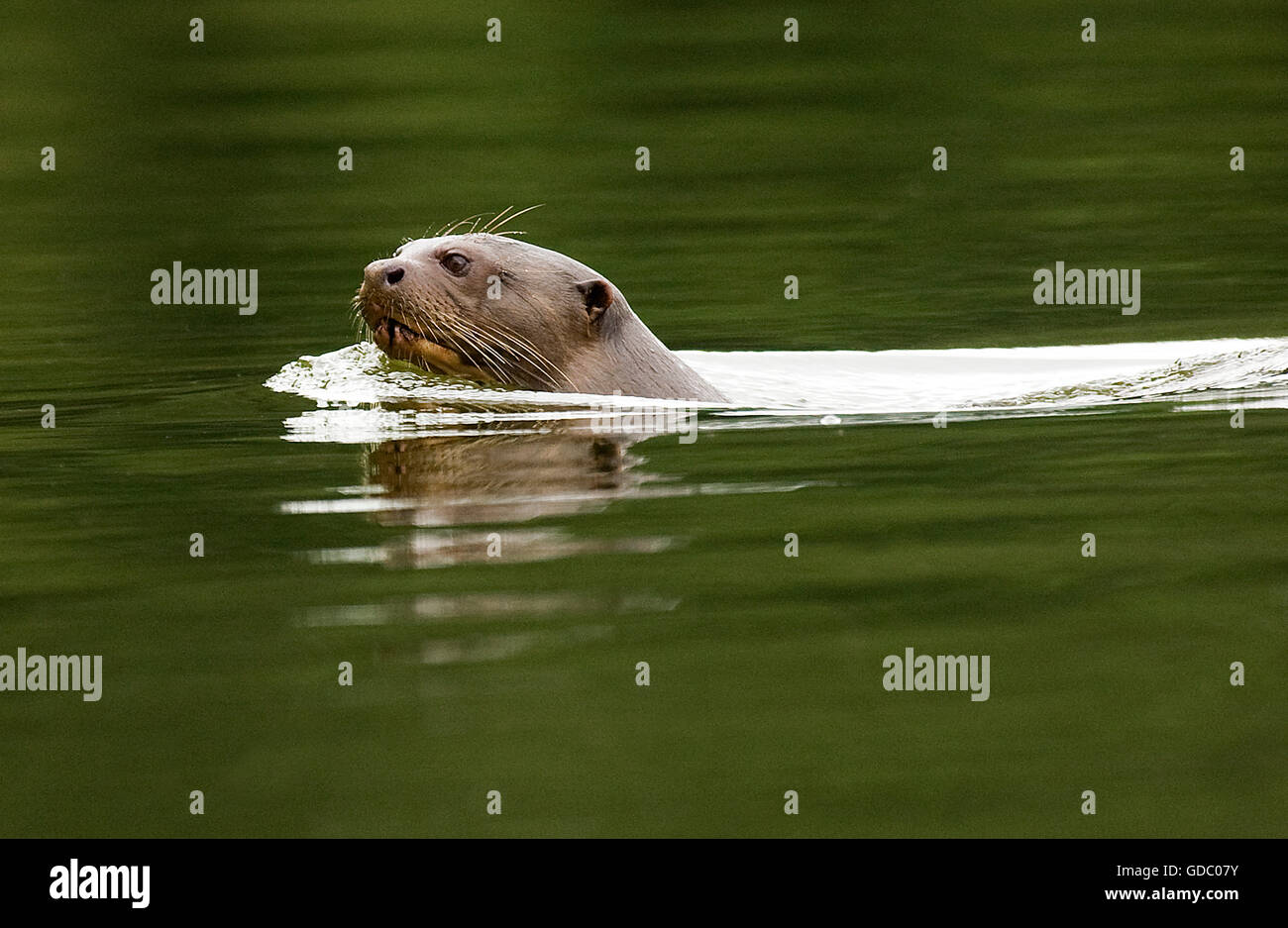 Riesenotter Pteronura Brasiliensis, Erwachsenen in Madre de Dios Fluss, Manu Parc in Peru Stockfoto