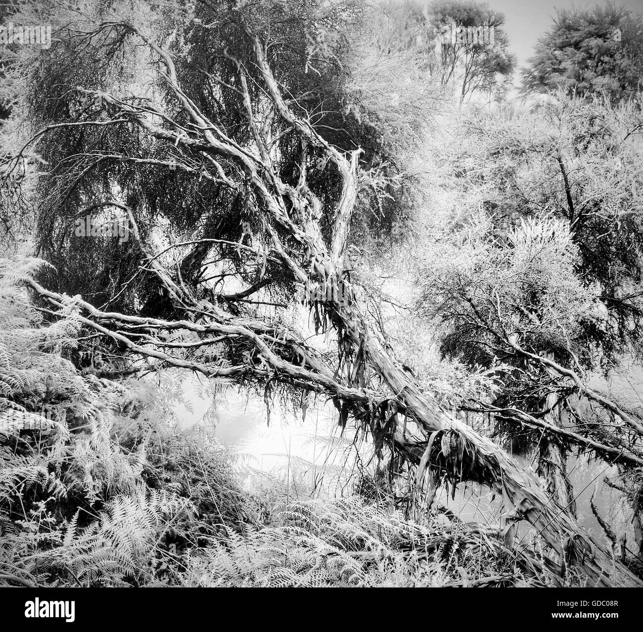Rotorua, Neuseeland, Nordinsel, Baum, toter Baum, Dschungel, Regenwald, Natur, Urwald, schwarz und weiß, mystisch, mo Stockfoto