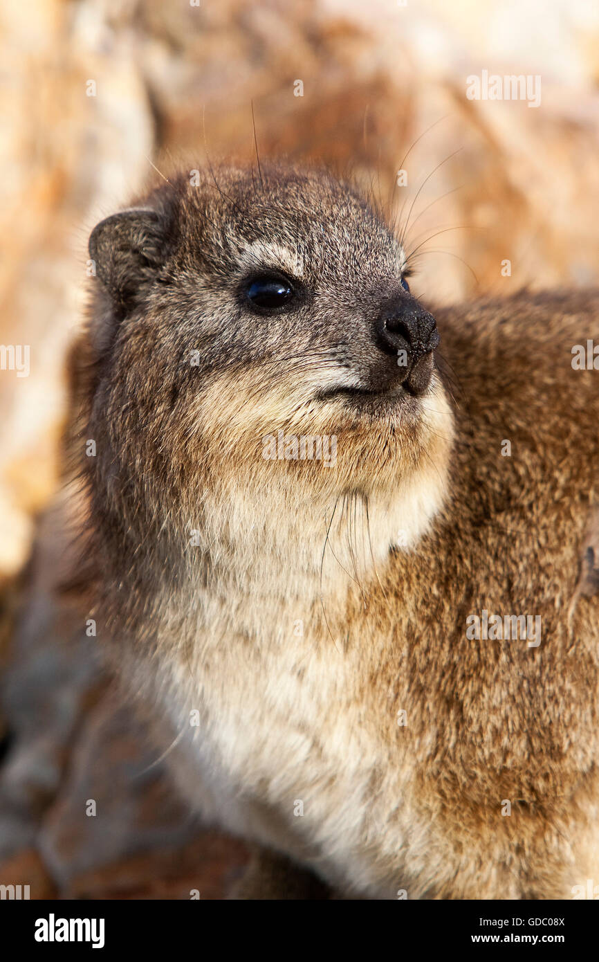 Rock Hyrax oder Cape Hyrax, Procavia Capensis, Hermanus in Südafrika Stockfoto