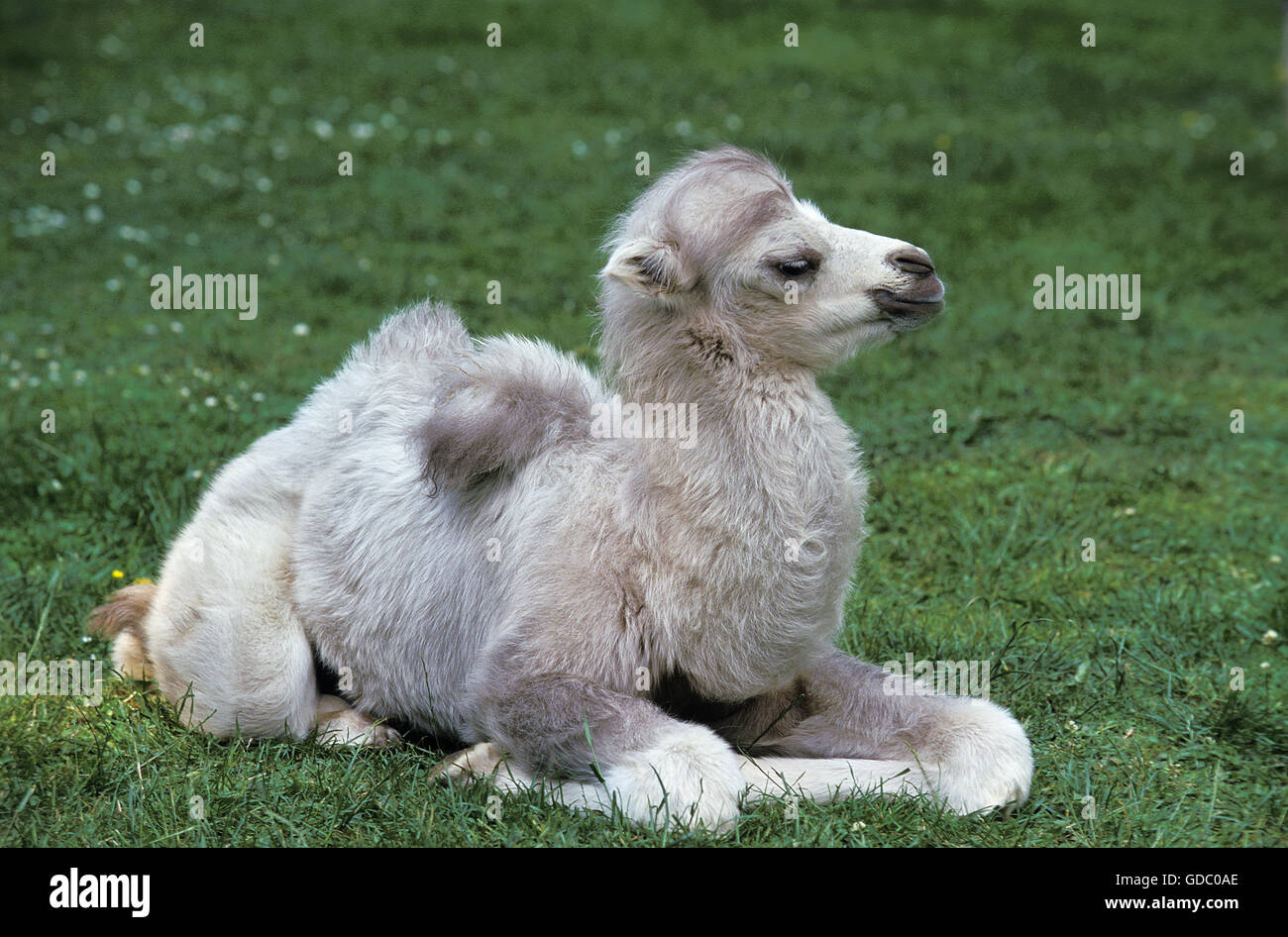 Baktrischen Kamel, Camelus Bactrianus, Young Verlegung auf Rasen Stockfoto