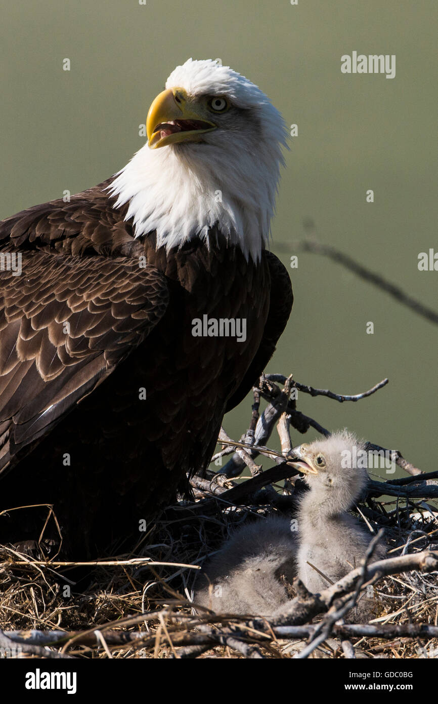 Weißkopfseeadler Haliaeetus Leucocephalus, nisten, Yukon, Kanada Stockfoto