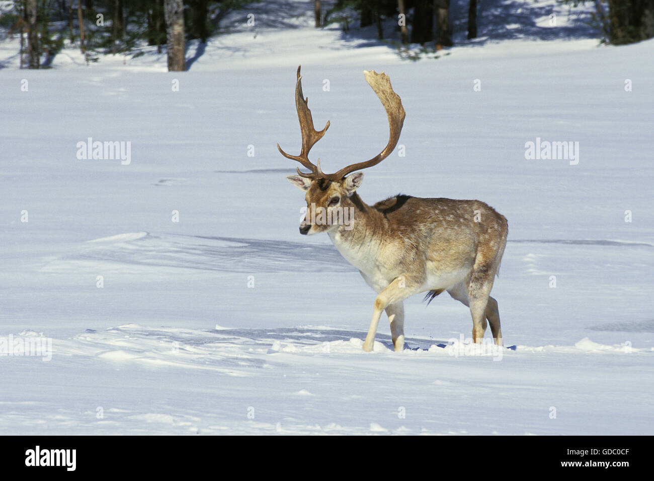Damwild, Dama Dama, männlich auf Schnee Stockfoto