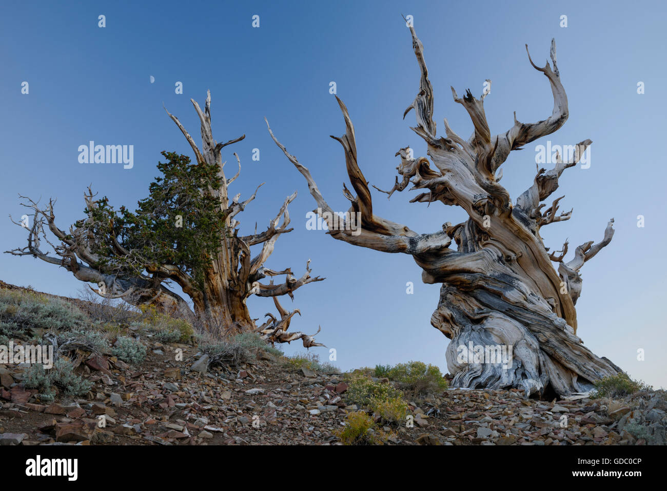 USA, Inyo County, östliche Sierra, California, The alten Bristlecone Pine Forest ist ein geschützter Bereich in dem weißen Berg hoch Stockfoto