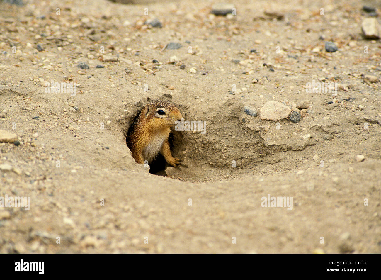 Bleiche Grundeichhörnchen, Xerus Rutilus, Erwachsener an Den Eingang, Kenia Stockfoto