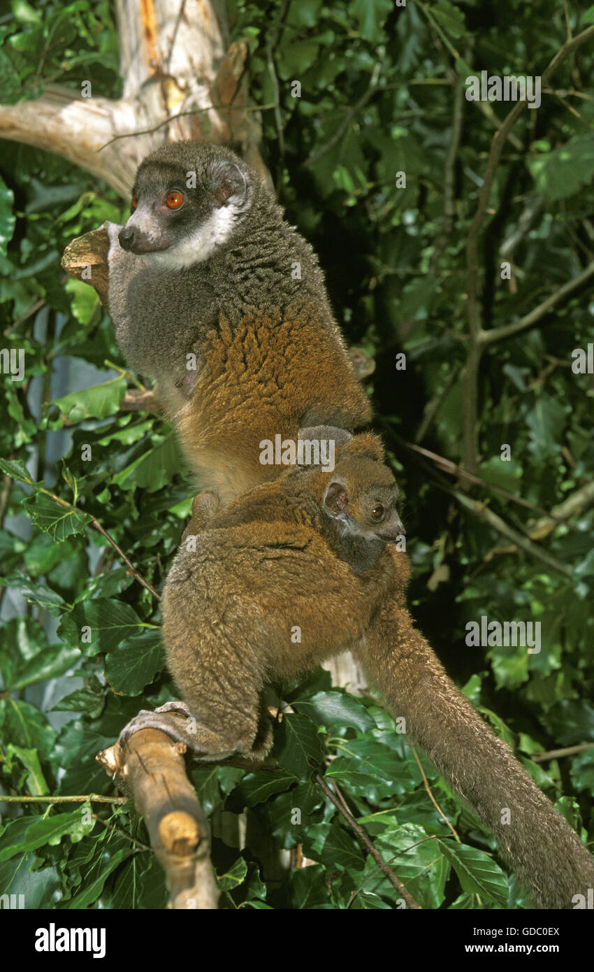 Mungo Lemur Lemuren Mongoz, Mutter mit jungen Stockfoto