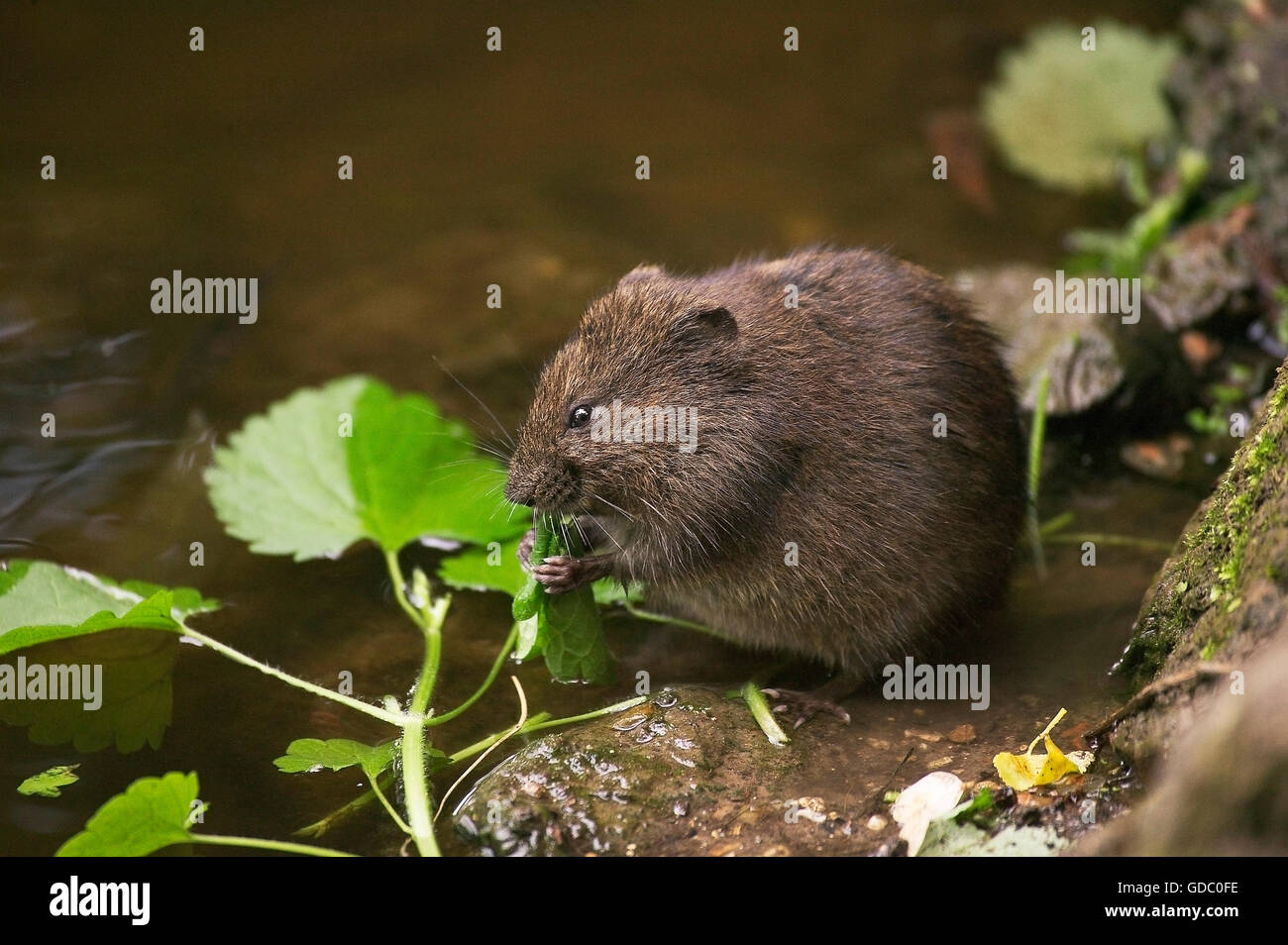 BISAMRATTE Ondatra Zibethica, Erwachsenen Essen A Blatt, Normandie IN Frankreich Stockfoto