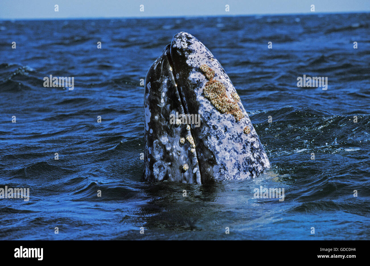 GRAUE Wale oder GRAUWAL Eschrichtius Robustus, SPY-HOPPING, BAJA CALIFORNIA IN Mexiko Stockfoto