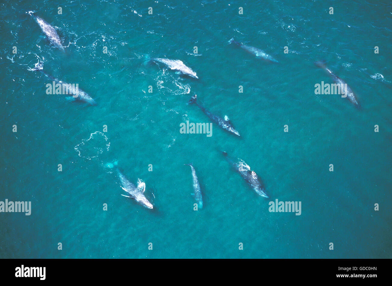 Grau-Wal oder Grauwal Eschrichtius Robustus, Gruppe, Luftaufnahme, Baja California in Mexiko Stockfoto