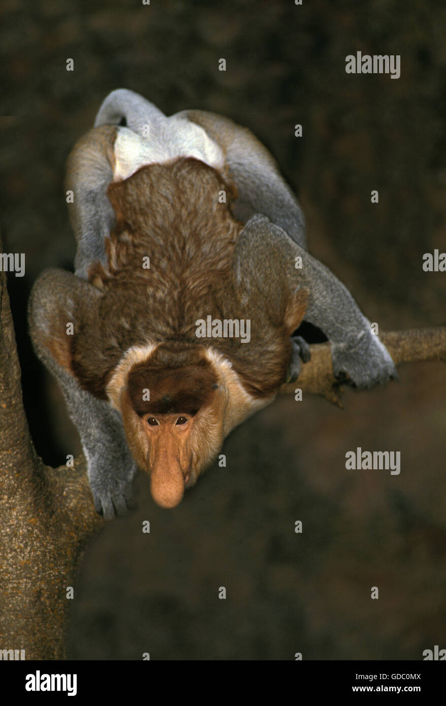 Nasenaffe, Nasalis Larvatus, männlich auf Ast Stockfoto