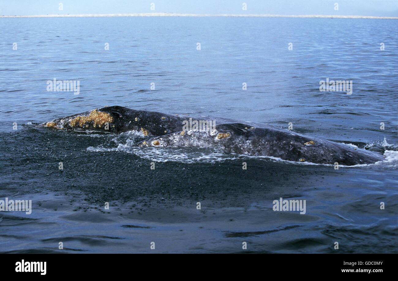 Grau-Wal oder Grauwal, Eschrichtius Robustus, Erwachsene, Köpfe an Oberfläche, Baja California, Mexiko Stockfoto