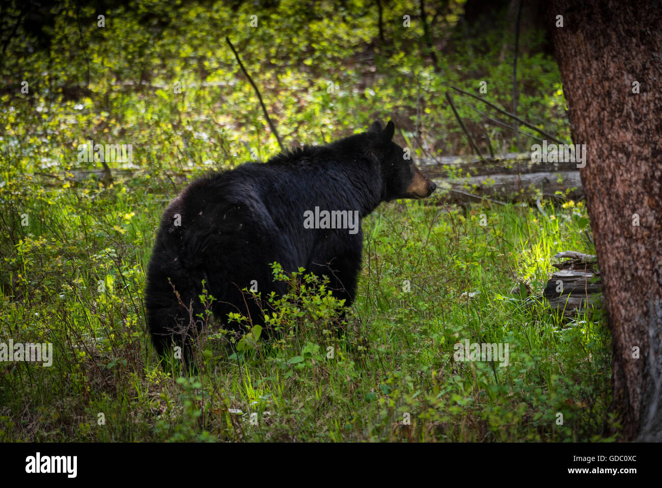 USA, Rocky Mountains, Wyoming, Yellowstone, Nationalpark, UNESCO, Welterbe, schwarzer Bär, Ursus americanus Stockfoto