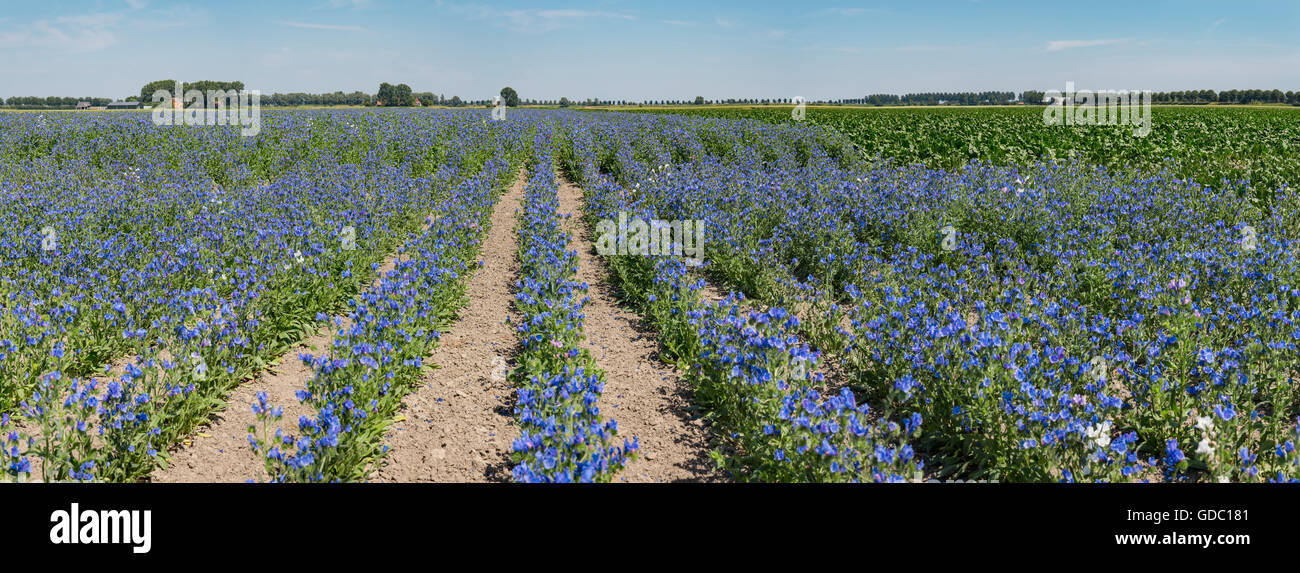 Sint-Maartensdijk, Zeeland, blauen Blüten in reihenweise angebaut Stockfoto