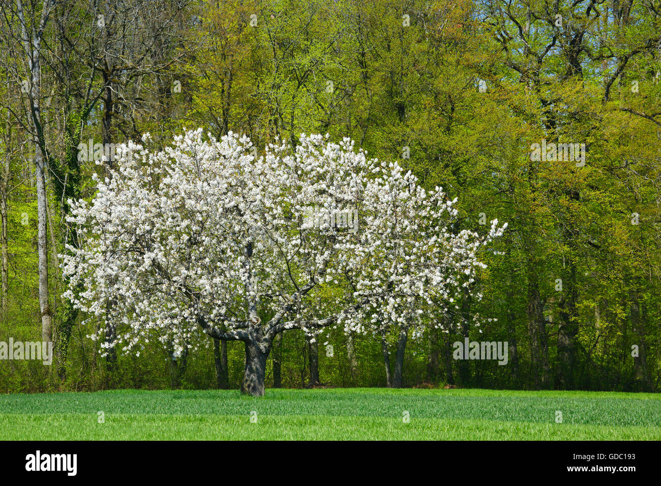 Kirschbaum im Frühling, Prunus Avium, Baselland, Schweiz