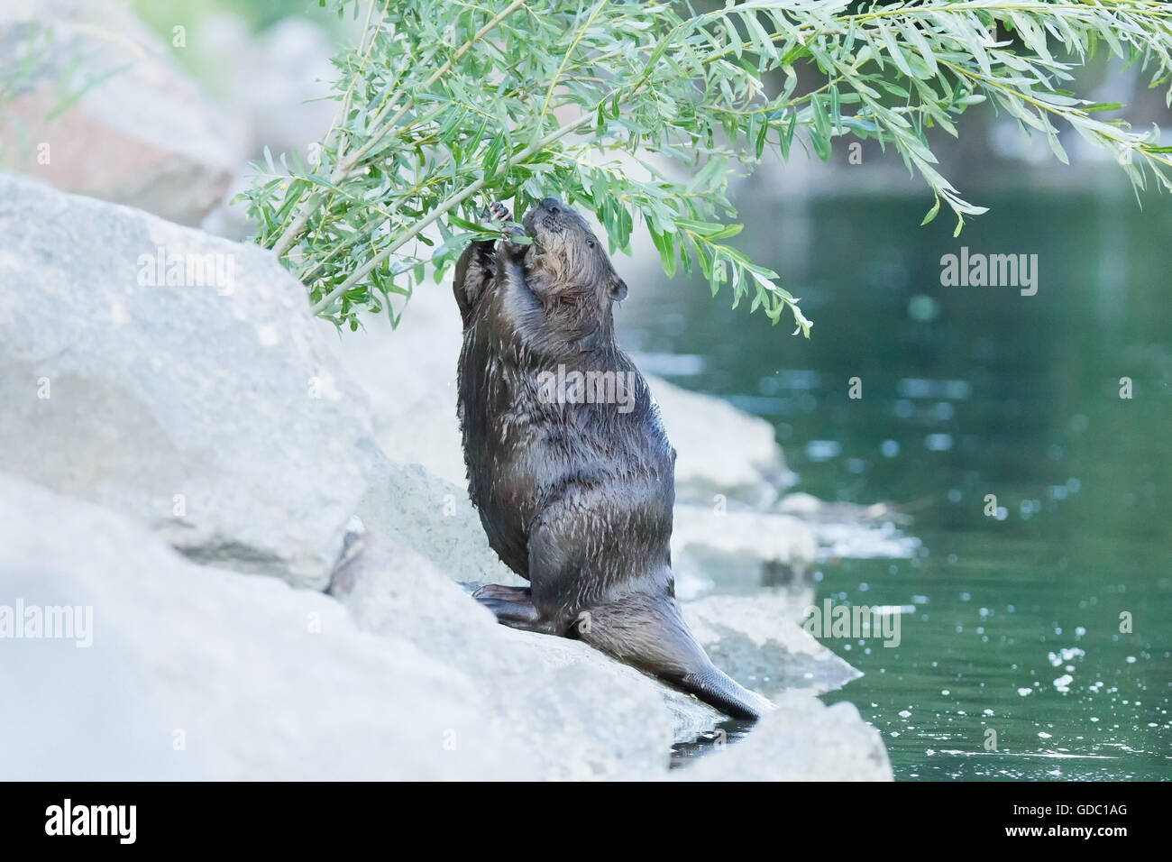 Natur, Tier, Säugetier, Wild, Schweiz, Castor, Biber, Nagetiere Stockfoto