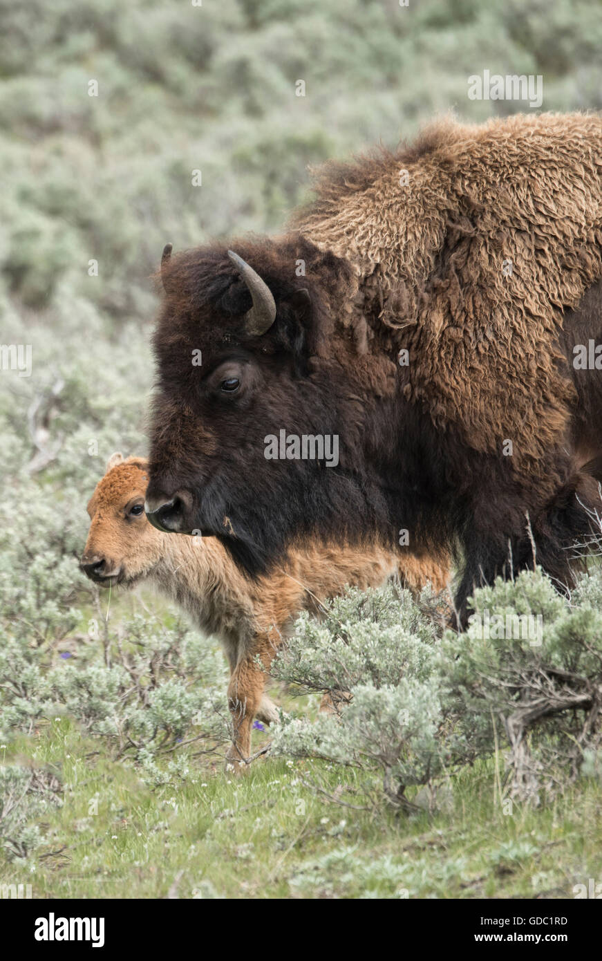 USA, Wyoming, Yellowstone, Nationalpark, UNESCO, Welterbe, Bisons in Lamar Valley Stockfoto