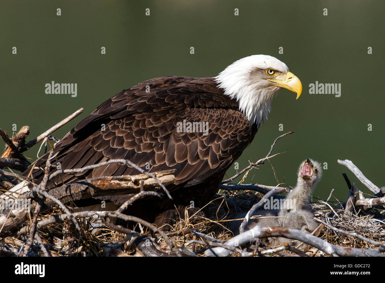 Weißkopfseeadler Haliaeetus Leucocephalus, nisten, Yukon, Kanada Stockfoto