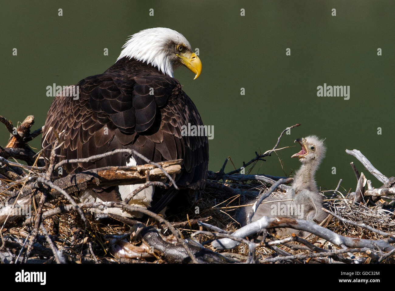 Weißkopfseeadler Haliaeetus Leucocephalus, nisten, Yukon, Kanada Stockfoto
