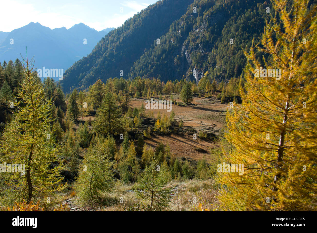 Schweiz, Europa, Ticino, Val di Prato, Lärchen, Moor, Moor, Herbst Stockfoto