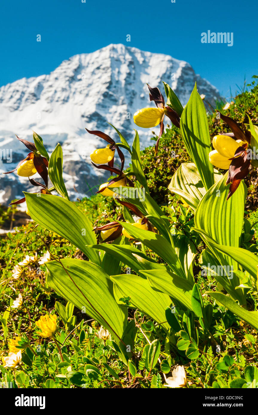 Frauenschuh-Orchideen (Cypripedium Calceolus) im Tal sogenannten, Berner Oberland, Schweiz. Im Hintergrund Stockfoto