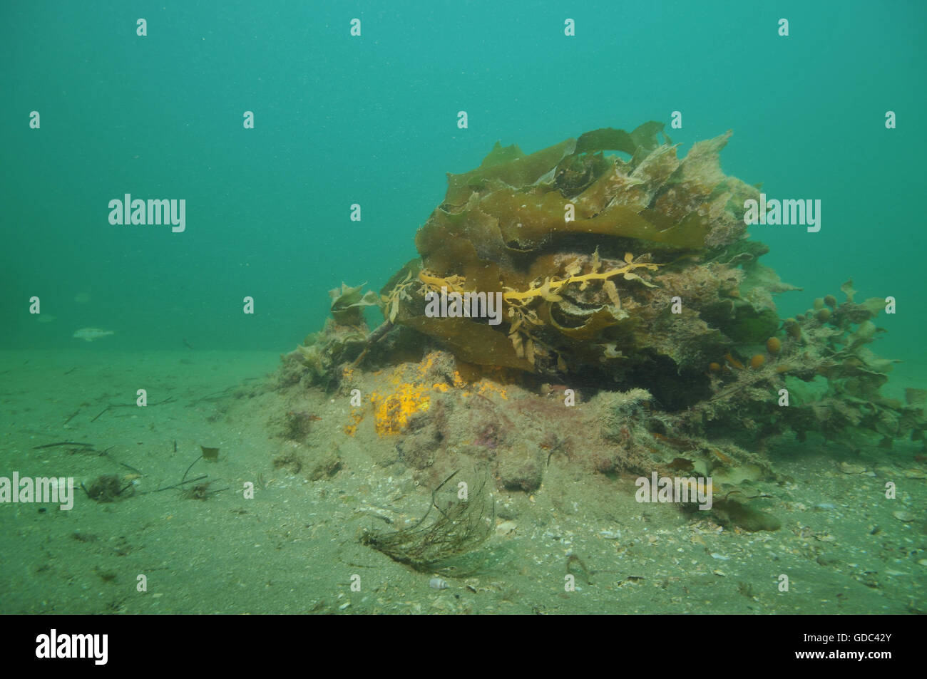 Seetang Wedel in aktuellen gebogen Stockfoto