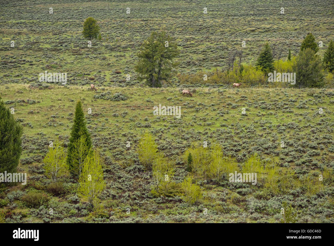 USA, Wyoming, Grand Teton National Park, Elk im Snake River valley Stockfoto