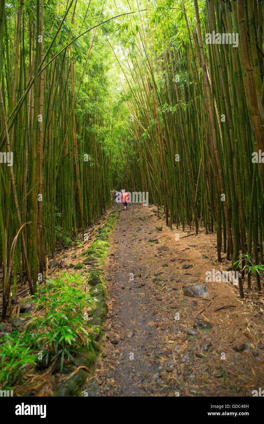 Maui, Bambusholz, Kipahulu, Park, Küste, historische Stätte, USA, Hawaii, Amerika, Holz, Wald, Weg, Bambus, Stockfoto