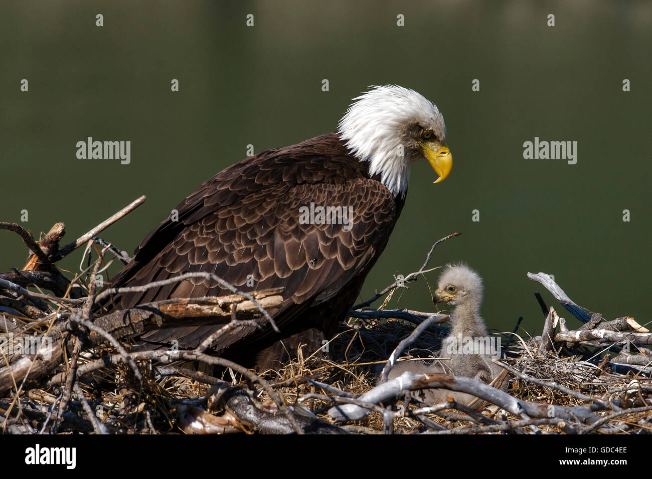Weißkopfseeadler Haliaeetus Leucocephalus, nisten, Yukon, Kanada Stockfoto