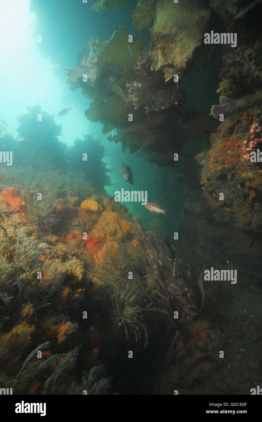 Unterwasser Wand mit reichen Wirbellosen Leben Stockfoto