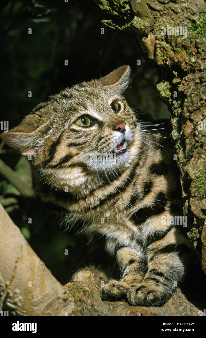 Black-Footed Cat, Felis Nigripes, Erwachsenen in Abwehrhaltung Stockfoto