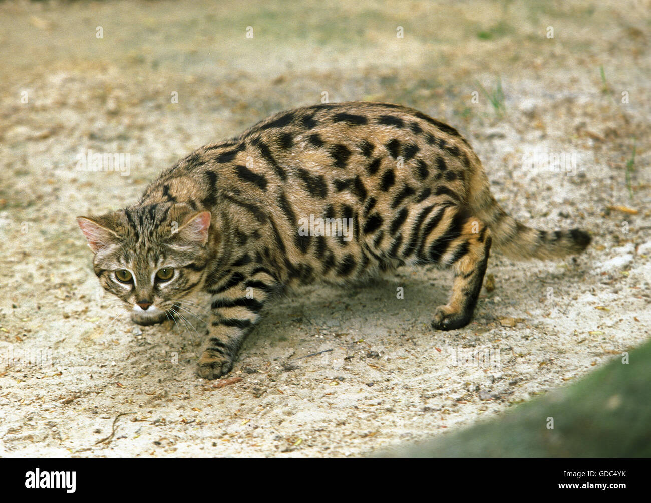 Black-Footed Cat, Felis Nigripes, Erwachsene Stockfoto